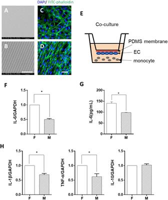 Endothelial Cell Morphology Regulates Inflammatory Cells Through MicroRNA Transferred by Extracellular Vesicles